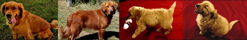 Auburn Color Golden Retriever Puppies For Sale