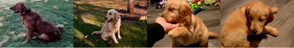 Auburn and Light Blonde Golden Retriever Puppies For Sale