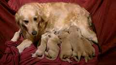 Golden Retriever Puppies for Sale - Breeder's Special Pick Litter