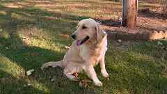 Our Light Blonde Dam, Arianna