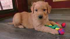Auburn Male Golden Retriever Puppy No. Two