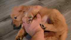 Auburn Male Golden Retriever Puppy No. Four
