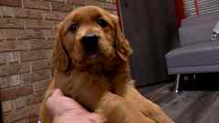 Auburn Female Golden Retriever Puppy No. Three