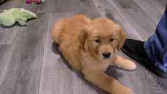 Auburn Female Golden Retriever Puppy No. One