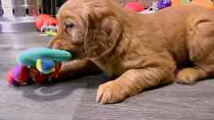 Auburn Female Golden Retriever Puppy No. Two