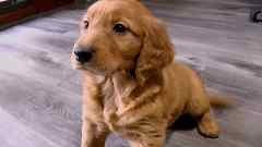 Auburn Male Golden Retriever Puppy No. Two