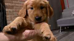 Auburn Male Golden Retriever Puppy No. One