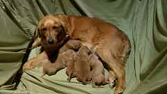 Golden Retriever Puppies for Sale - Auburn Litter