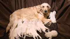 Golden Retriever Puppies for Sale - Light Blonde Litter