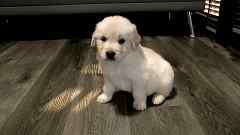 Creamy Blonde Male Golden Retriever Puppy No. Five