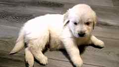Creamy Blonde Male Golden Retriever Puppy No. One