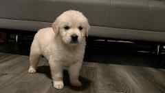 Creamy Blonde Female Golden Retriever Puppy No. Two